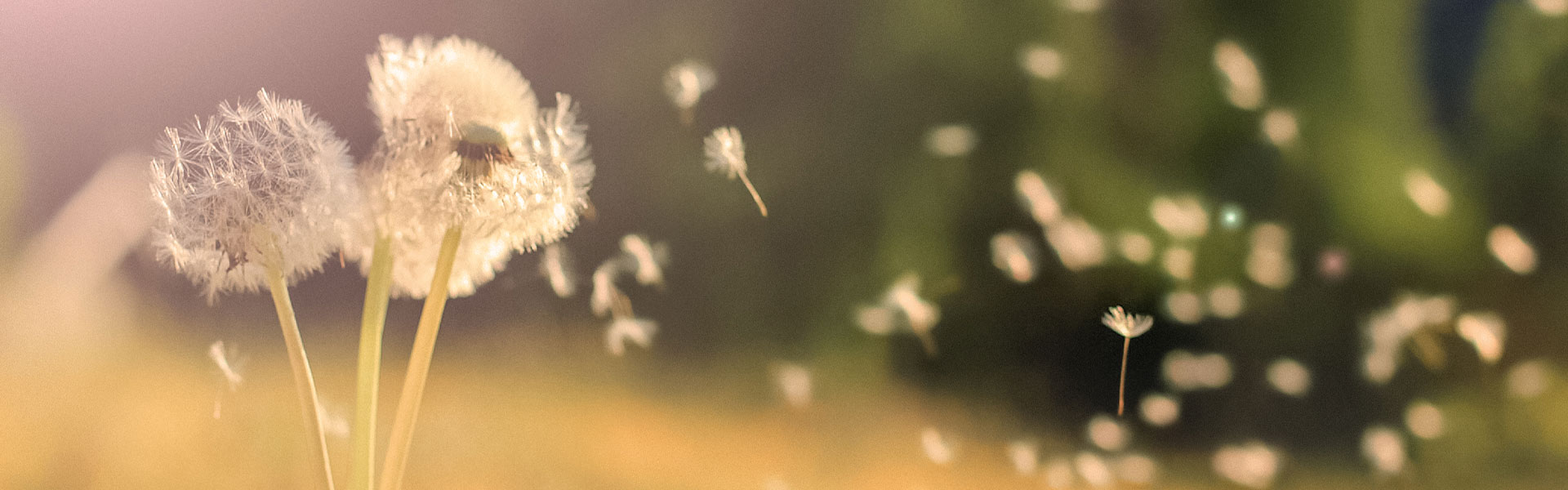 Mercedes-Benz-Brinkmann-Mercedes-Brinkmann-Klimaanlage-Klimaservice-Pusteblume