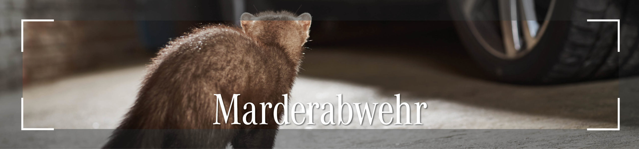 Header-Marderabwehr-mercedes brinkmann das autohaus
